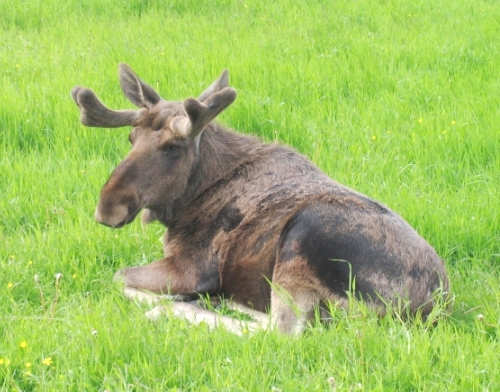 KÖTT!