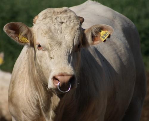 Bull!