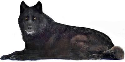 Nordik Wölf